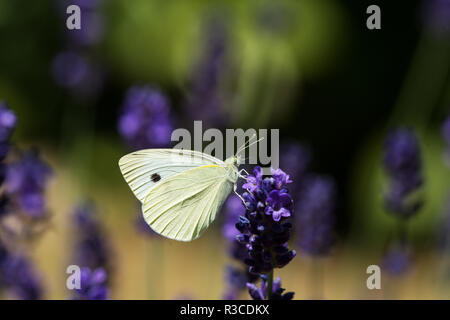 Petit papillon blanc, Bourgogne Banque D'Images