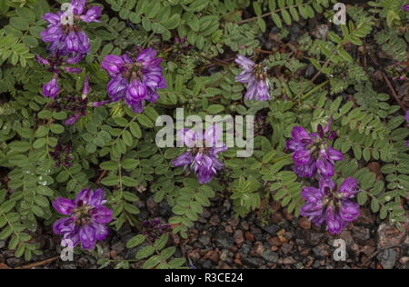 Astragale alpin, Astragalus alpinus en forme de l'Arctique, au nord de la Suède. Banque D'Images