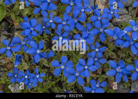 Gentiane, Gentiana bavarica bavaroise en fleur dans les Alpes. Banque D'Images