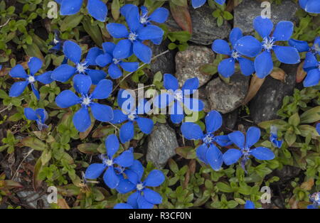 Gentiane, Gentiana bavarica bavaroise en fleur dans les Alpes. Banque D'Images