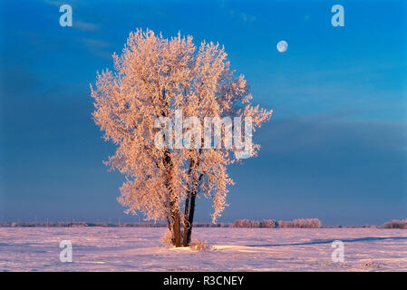 Canada, Manitoba, Dugald. Le givre sur les arbres cottonwood et définition lune. Banque D'Images