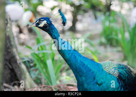 Peacock long cou tête Banque D'Images