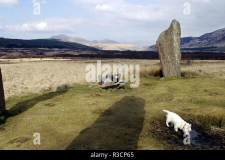 Un chien walker prend le temps de se reposer et admirer la vue, entre les pierres du site archéologique, Machrie Moor, sur l'île d'Arran dans le Firth of Clyde, en Écosse. Banque D'Images