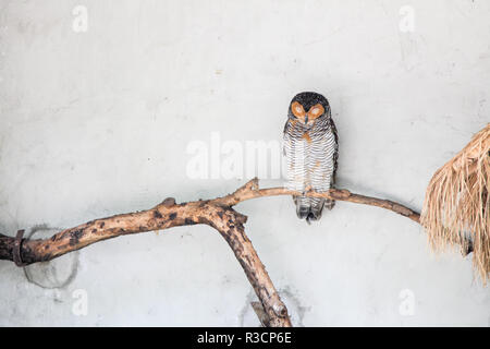 Chouette hibou en bois Banque D'Images