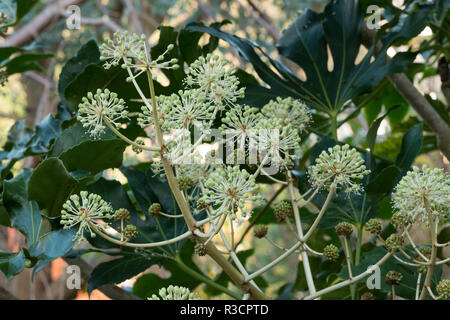 Fatsia Japonica arbuste à feuilles persistantes faux huile de roulette, ivy comme des fleurs en décembre Ajout d'intérêt pour le jardin et d'attirer les insectes pollinisateurs Banque D'Images