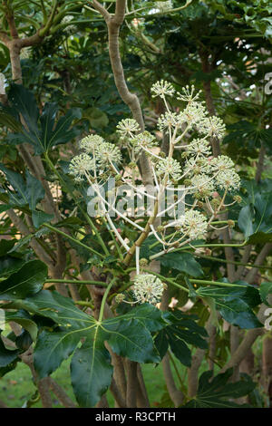 Fatsia Japonica arbuste à feuilles persistantes faux huile de roulette, ivy comme des fleurs en décembre Ajout d'intérêt pour le jardin et d'attirer les insectes pollinisateurs Banque D'Images