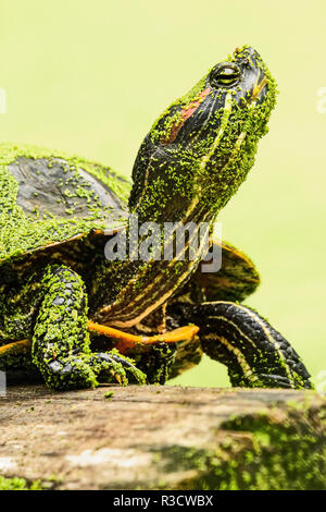 Tortue à oreilles rouges, Trachemys scripta elegans, Creasey Mahan Préserver, Goshen, Connecticut Banque D'Images