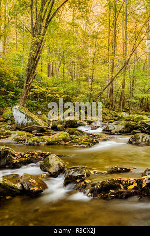 USA, Caroline du Nord, parc national des Great Smoky Mountains. Big Creek Banque D'Images