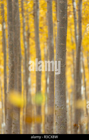 USA, New York, Morrow Comté. Les peupliers au Boardman Tree Farm. Banque D'Images