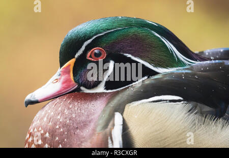 Canard branchu Banque D'Images