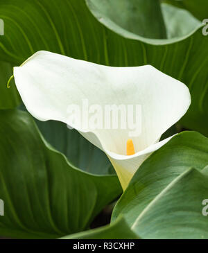 Calla Lily, Rose International Jardin d'essai, Portland, Oregon. Banque D'Images