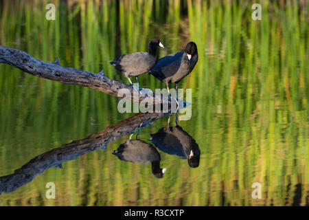 Foulque d'Amérique (Fulica americana) dans l'étang. Banque D'Images