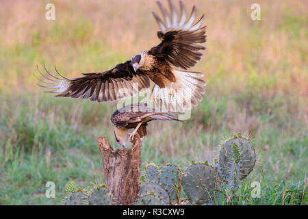 Crested Caracara cheriway Caracaras (juvénile) landing Banque D'Images