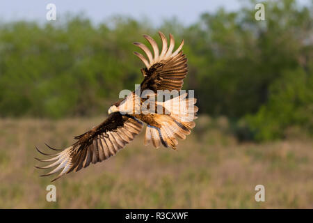 Crested Caracara cheriway Caracaras (juvénile) landing Banque D'Images