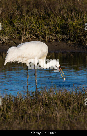 Grue blanche (Grus americana) se nourrissent de crabes bleus Banque D'Images