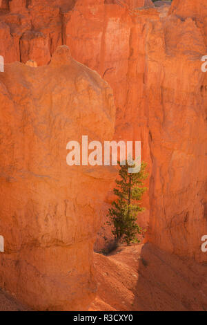 USA, Utah, le Parc National de Bryce Canyon. Lever du soleil sur le pin et de falaises de grès. Banque D'Images