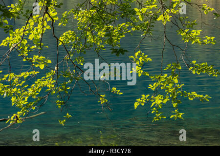 USA (Washington), le Parc National Olympique. Les feuilles des arbres de l'aulne et le lac du croissant. Banque D'Images