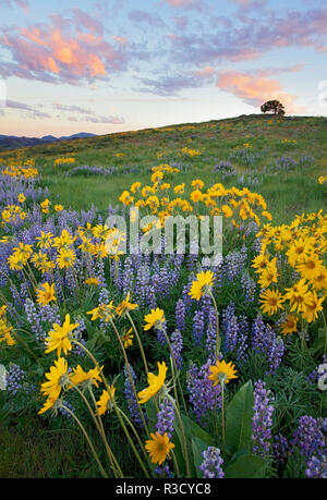 États-unis, WA, forêt nationale d'Okanogan, Arrowleaf deltoïdes et Lupin Banque D'Images