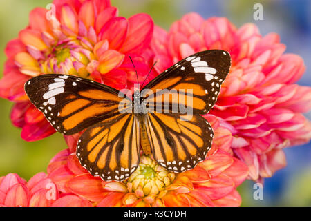 Vice-roi papillon, Limenitis Archippe sur Dahlia Floraison Banque D'Images