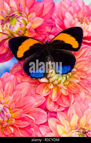 Callicore egine en bleu et orange avec papillon fleurs Dahlias colorés Banque D'Images