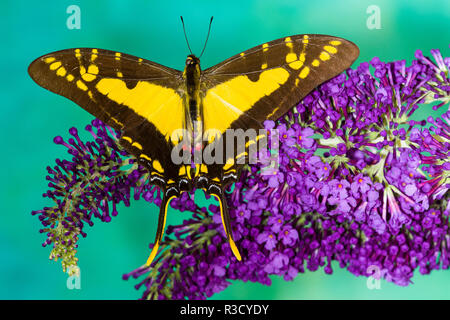 Eurytides thyastes sur Purple Butterfly Bush Banque D'Images