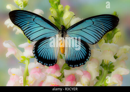 Papillon Bleu géant africain, Swallowtail Papilio zalmoxis sur la floraison des gueules-de-rose Banque D'Images