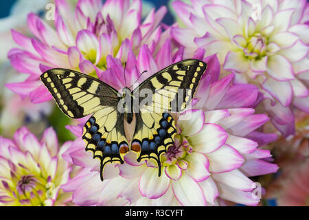 Ancien monde Swallowtail butterfly, Papilio Machaon sur Dahlias Banque D'Images