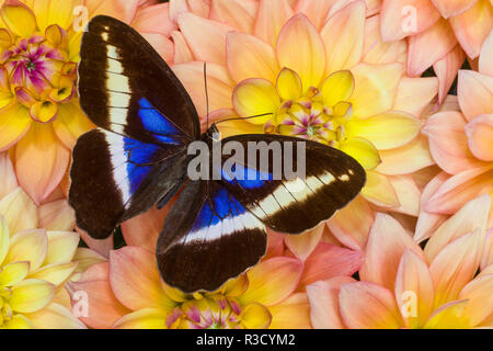 Dasyopthalona papillon Rosina reposant sur Golden Flower design de Dahlias Banque D'Images