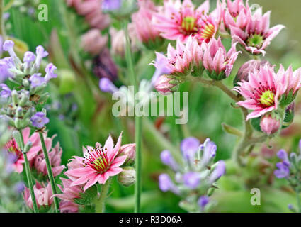 Houseleek fleurs dans rock garden Banque D'Images