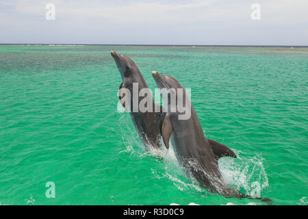 Grand dauphin (Tursiops truncatus), Roatan, Bay Islands, Honduras Banque D'Images