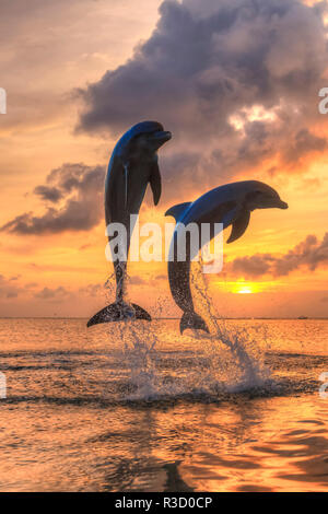 Les grands dauphins (Tursiops truncatus), la mer des Caraïbes, Roatan, Bay Islands, Honduras Banque D'Images