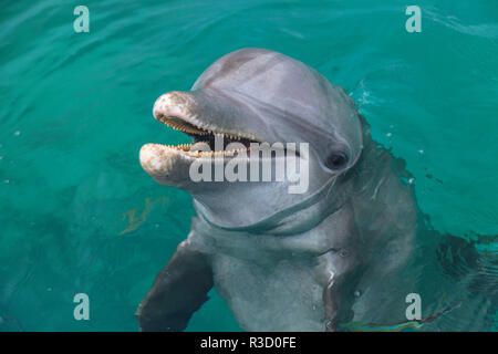 Les grands dauphins (Tursiops truncatus), la mer des Caraïbes, Roatan, Bay Islands, Honduras Banque D'Images