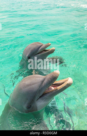 Les grands dauphins (Tursiops truncatus), la mer des Caraïbes, Roatan, Bay Islands, Honduras Banque D'Images