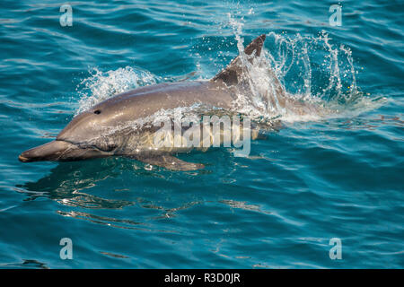 Baja, Mer de Cortez, Golfe de Californie, au Mexique. Un dauphin commun à long bec les surfaces. Banque D'Images
