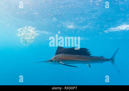 Voilier (Istiophorus albicans) se nourrissent de sardines brésilien à environ 10 miles au large de Isla Mujeres, péninsule du Yucatan, Mexique Banque D'Images