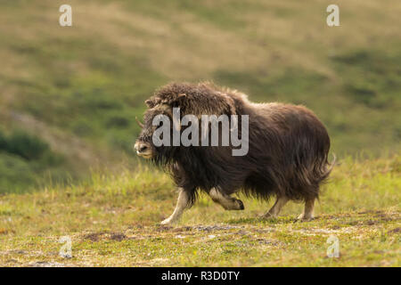 USA, Alaska, à Nome. Vache boeuf musqué en cours d'exécution. Banque D'Images