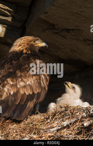 Golden Eagle, chick mendier de la nourriture Banque D'Images