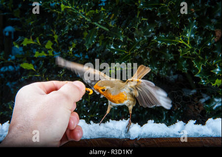 Robin l'alimentation à la main dans la neige Banque D'Images