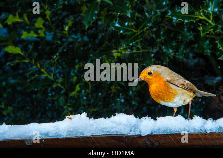 Robin se nourrir dans la neige Banque D'Images
