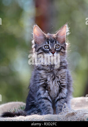 Chat norvégien chaton assis à l'extérieur en rétro-éclairage Banque D'Images