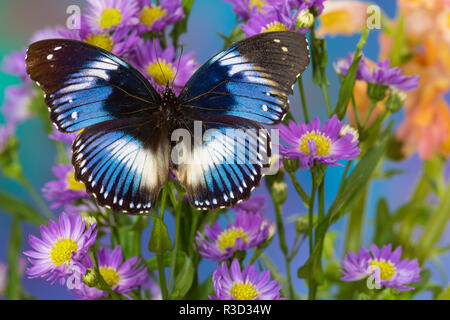 Le diadème Bleu papillon, Hypolimnas salmacis sur Asters bleu Banque D'Images