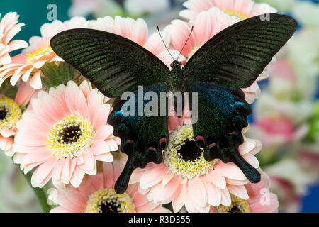 Peacock swallowtail noir chinois, Papilio bianor sur Gerber Daisies Banque D'Images