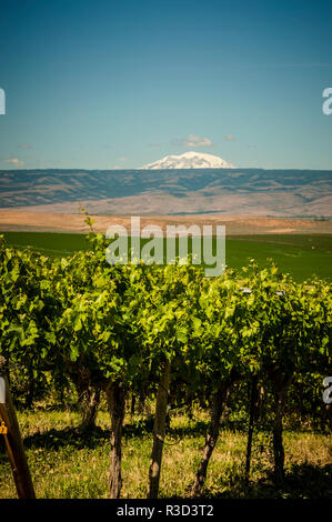 États-unis, WA, Yakima Valley. Vineyard Red Willow. Banque D'Images