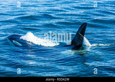 Grand mâle de pod d'orques résidentes (Orcinus orca) au détroit de Haro près de San Juan Island, Washington, États-Unis Banque D'Images