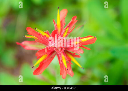 USA, WA. Détail Macro indian paintbrush fleur avec selective focus Banque D'Images