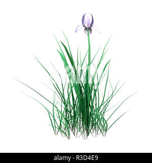 Le rendu 3D d'un iris violet flower isolated on white background Banque D'Images