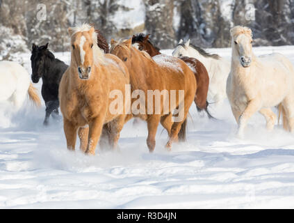Hideout Ranch, Shell, Wyoming. Cheval qui à travers la neige. (PR) Banque D'Images