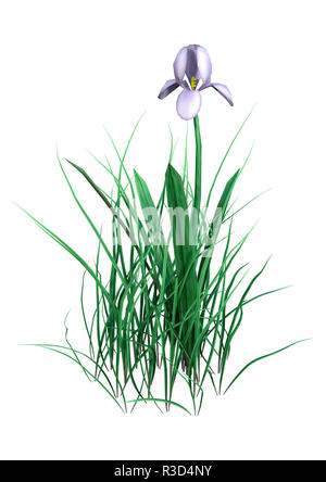 Le rendu 3D d'un iris violet flower isolated on white background Banque D'Images