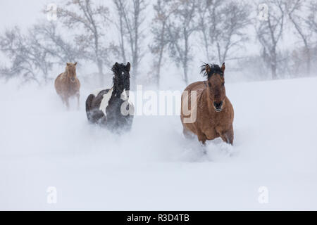 Hideout Ranch, Shell, Wyoming. Cheval qui à travers la neige. (PR) Banque D'Images