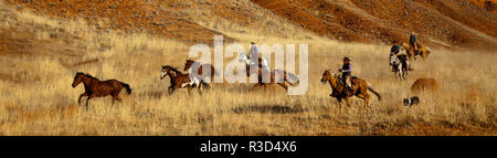 Usa, Wyoming, Shell, la cachette, Ranch Cowboys dur les chevaux à travers les collines (MR, communication) Banque D'Images